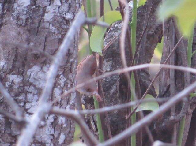 Image of Red-winged Prinia