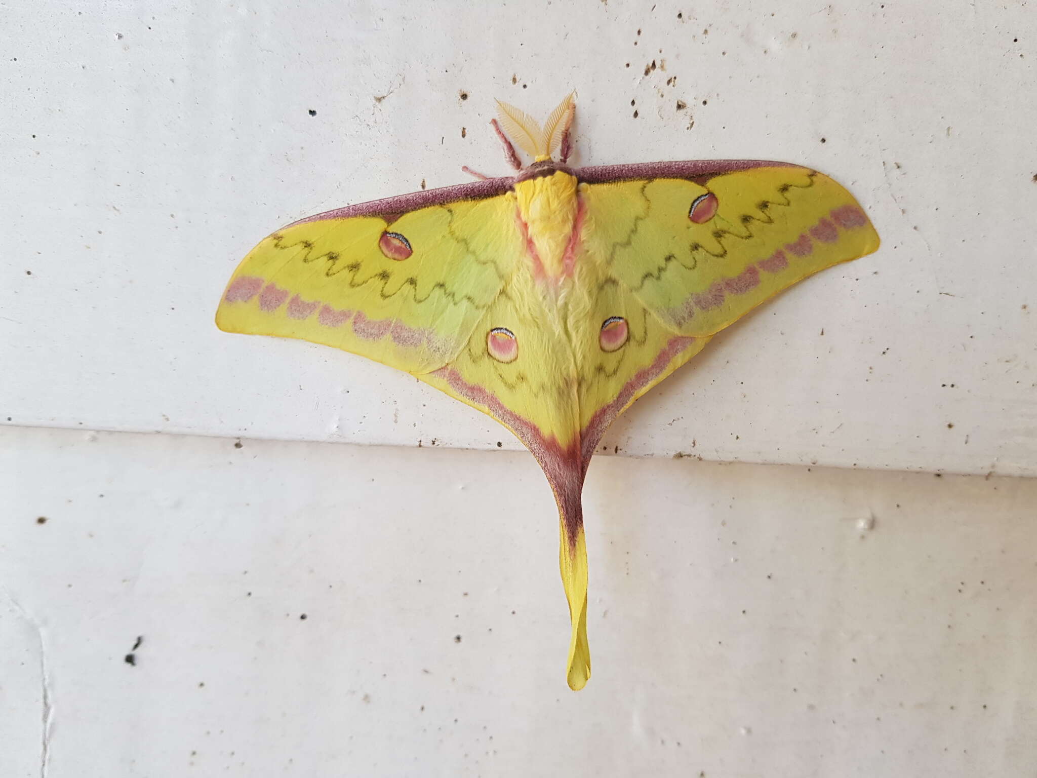 Image of Actias sinensis subaurea Kishida 1993