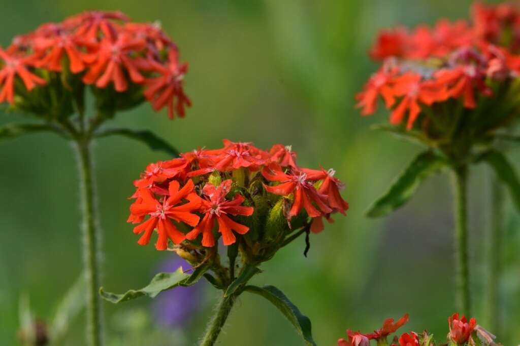 صورة Silene chalcedonica (L.) E. H. L. Krause