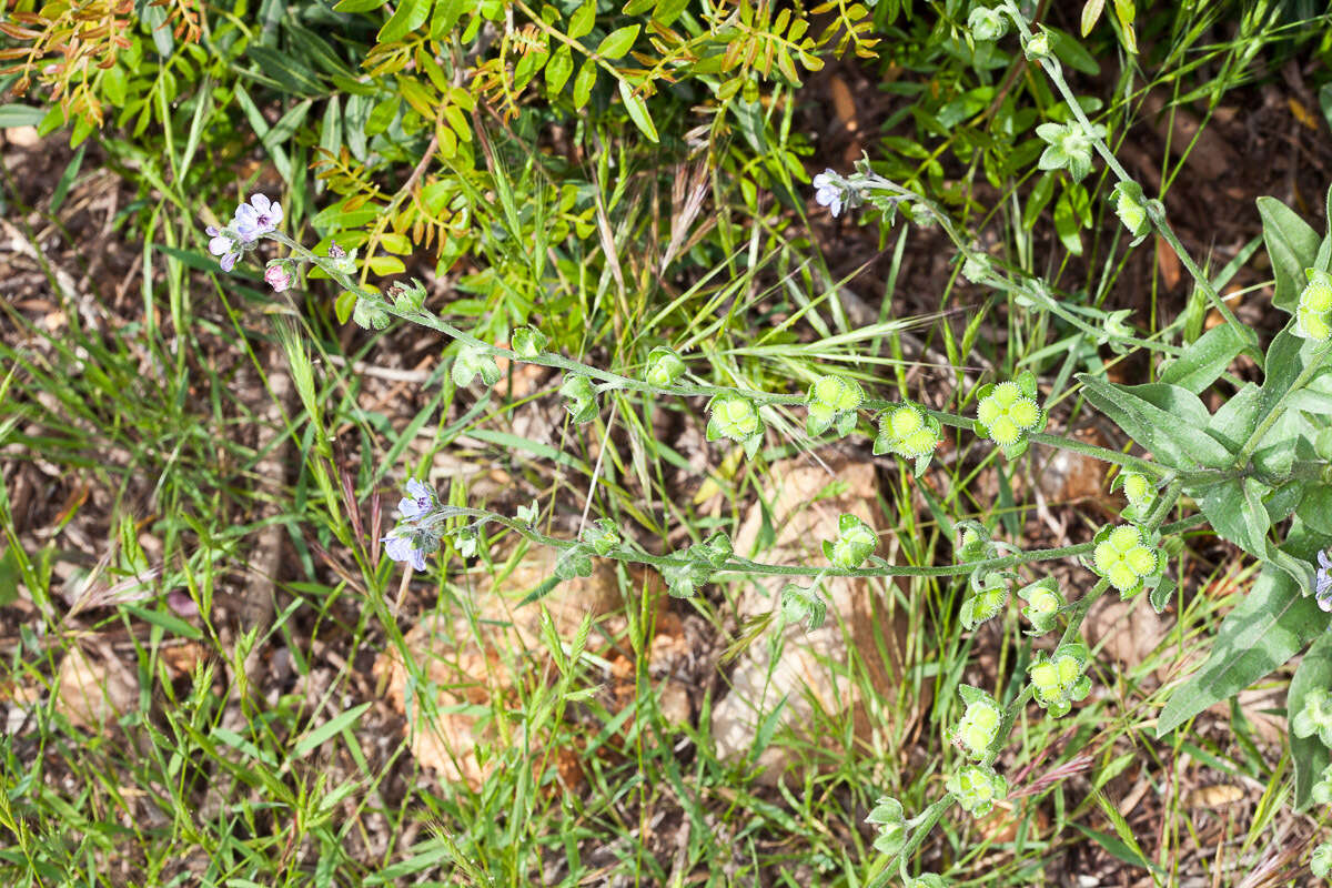 Image of blue hound's tongue