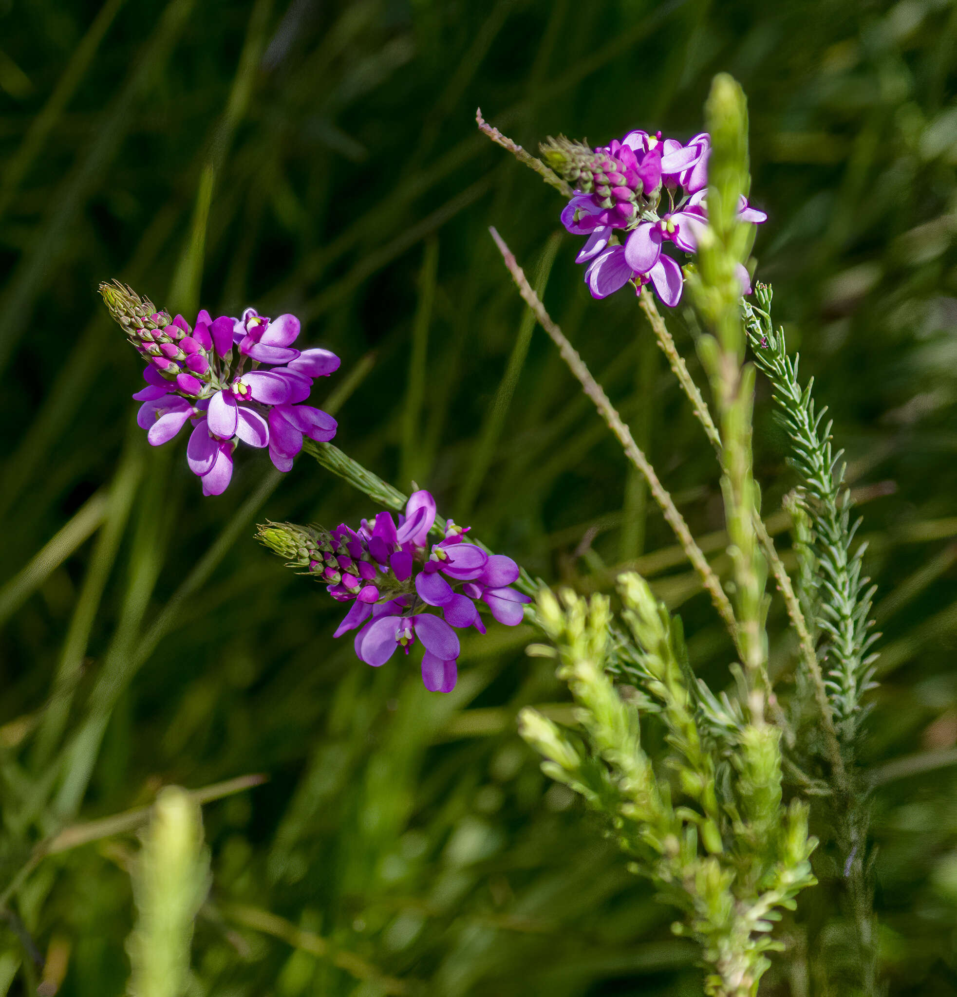 Image of Liniment Plant