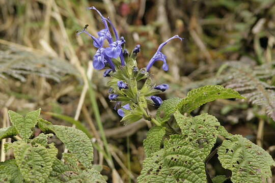 Image of Salvia pichinchensis Benth.