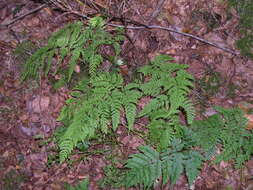 Image of Dryopteris aemula (Ait.) O. Kuntze