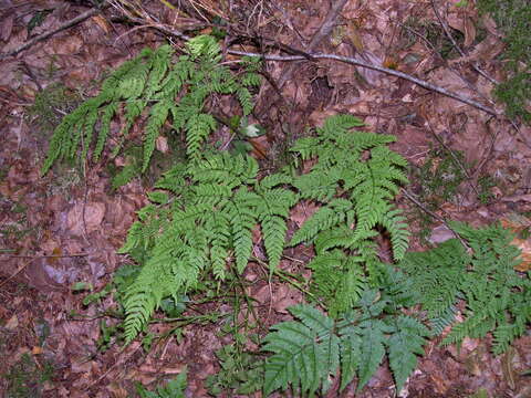 Image of hay-scented buckler-fern