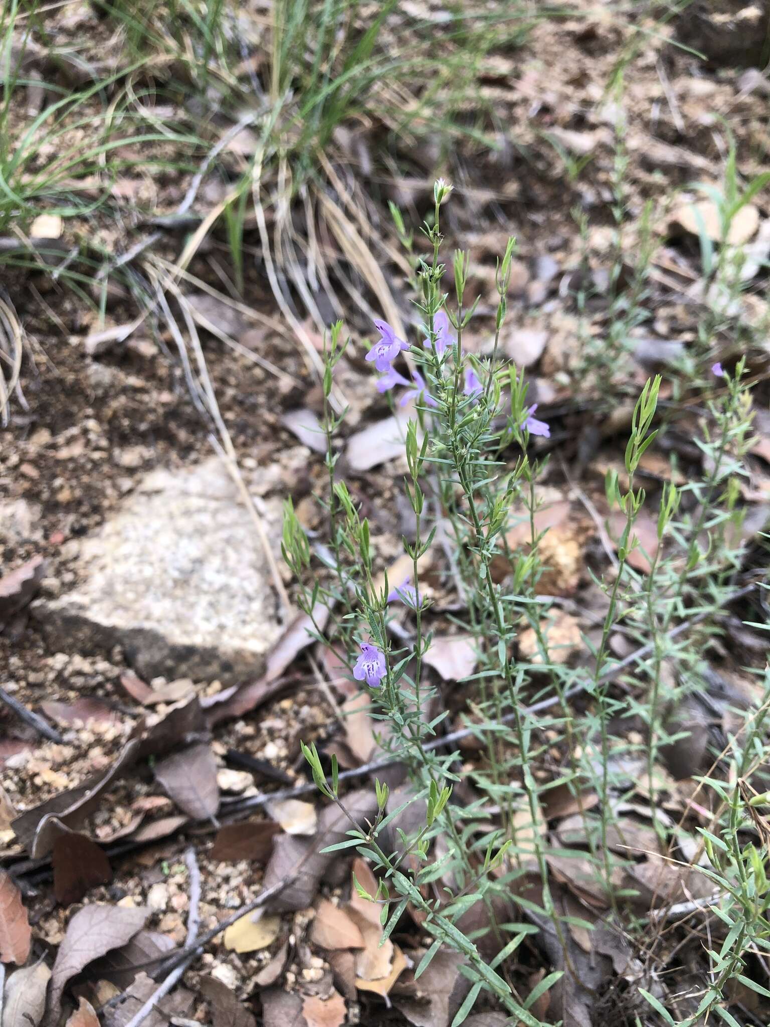 Hedeoma hyssopifolia A. Gray resmi