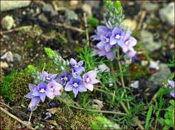 Image of Veronica multifida L.