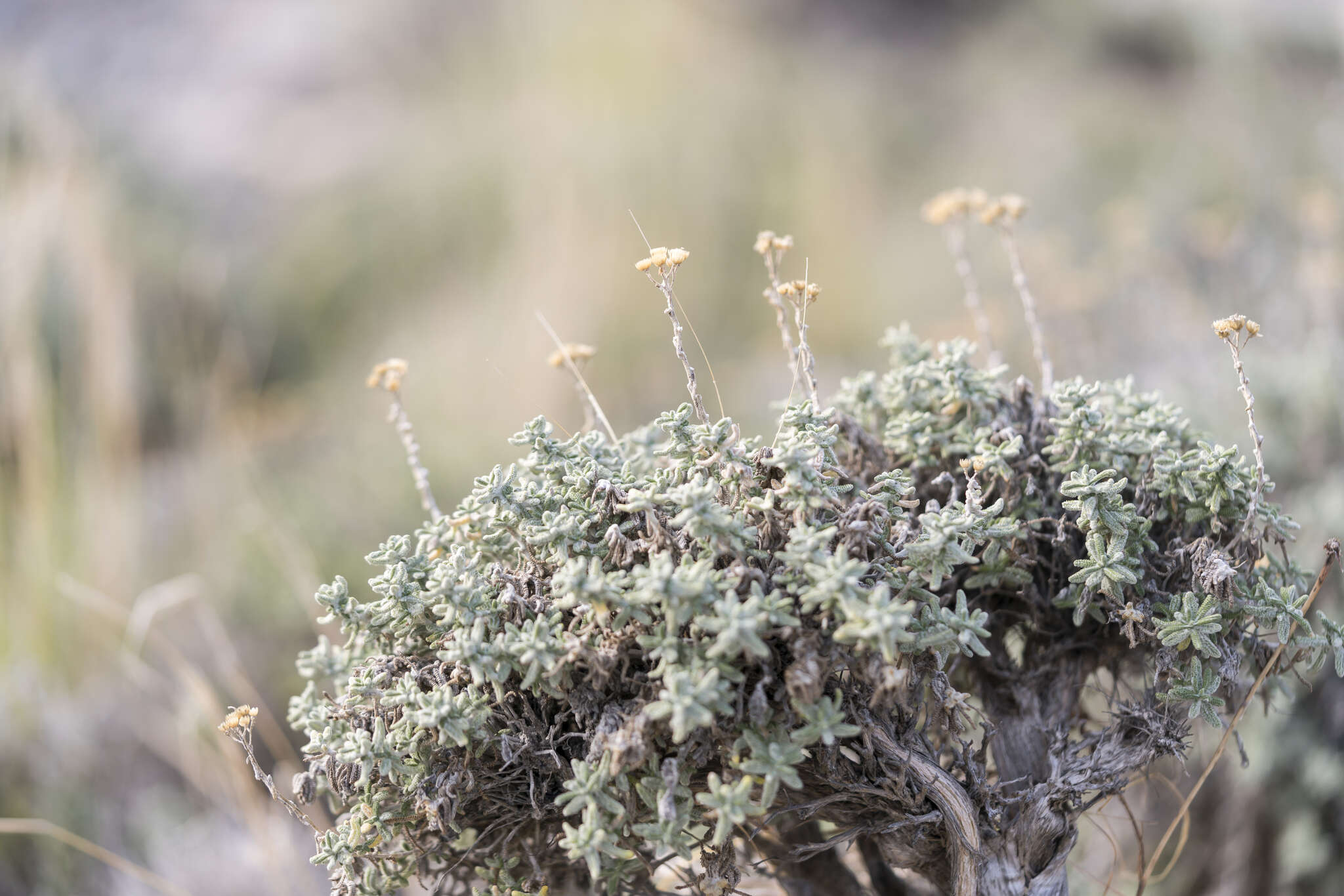 صورة Achillea cretica L.