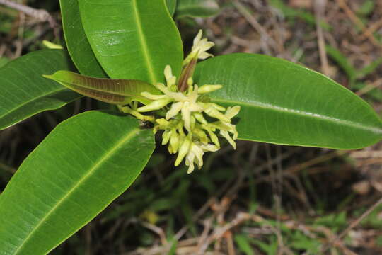 Image de Cryptolepis buchananii Schultes ex Roemer & Schultes