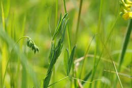 Слика од Lathyrus pratensis L.
