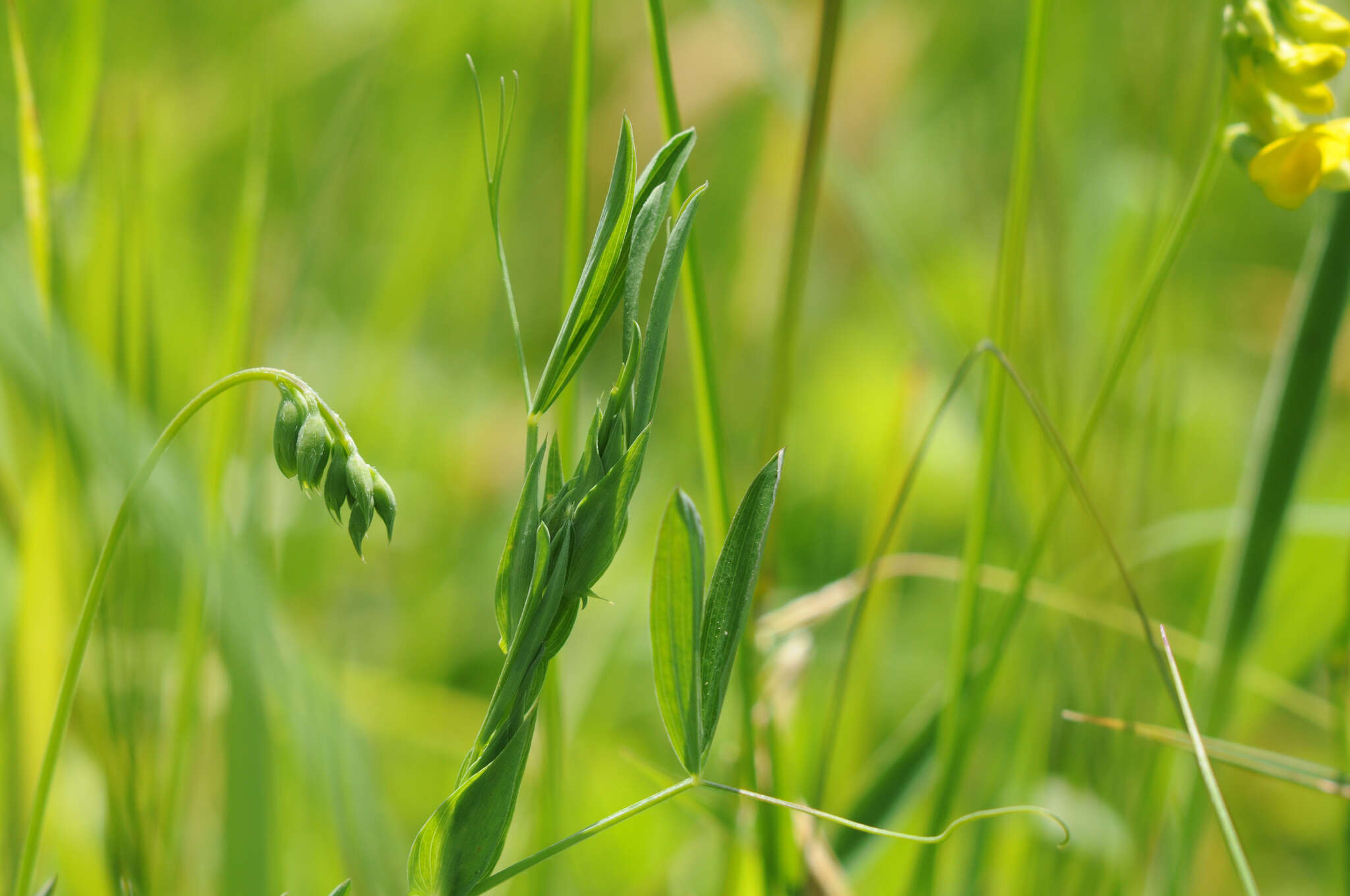 Слика од Lathyrus pratensis L.
