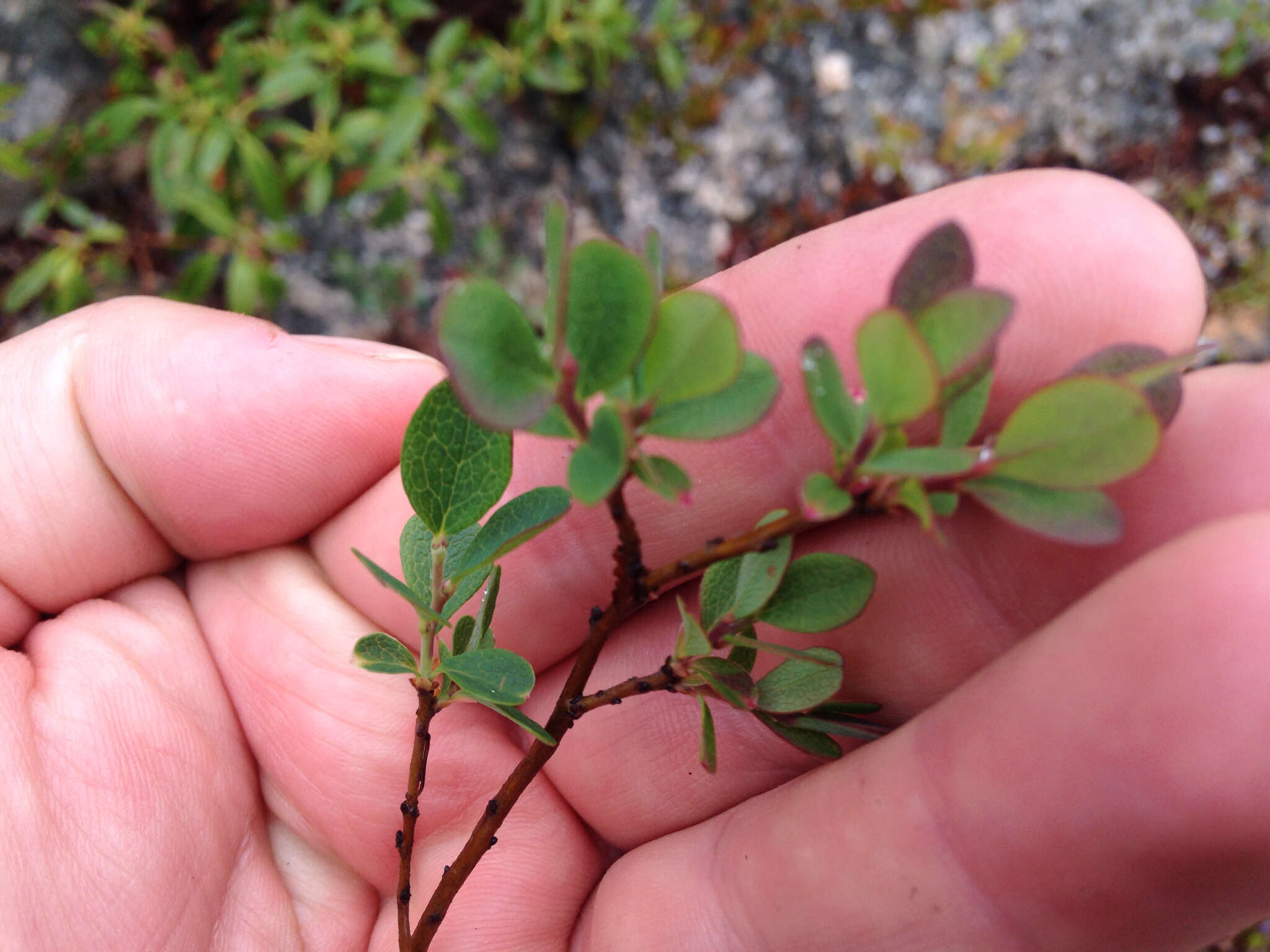 Image of alpine bilberry