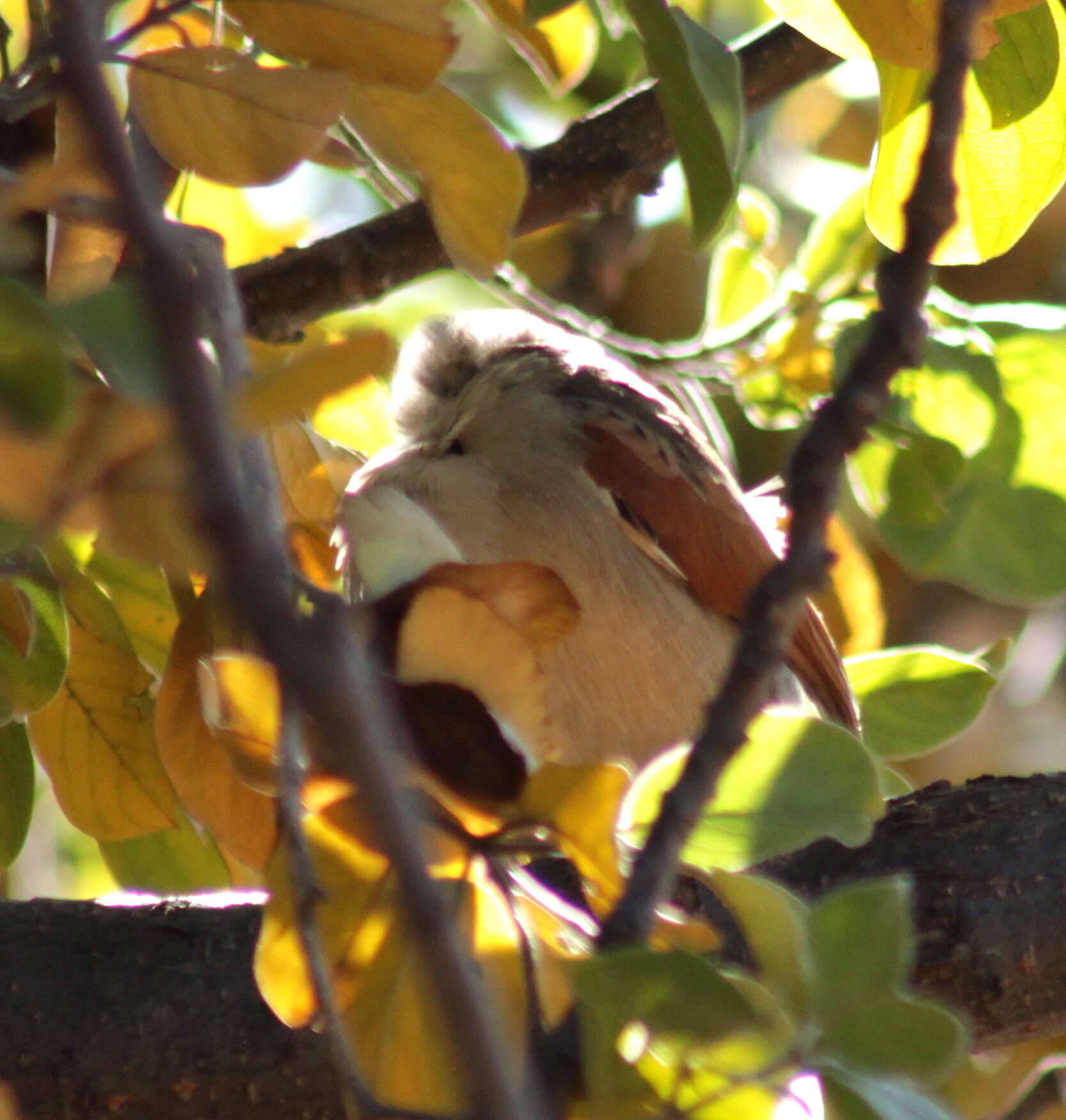 Sivun Tchagra senegalus kalahari (Roberts 1932) kuva