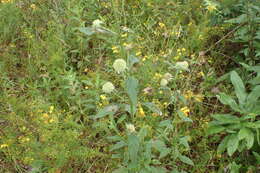 Image of clustered bushmint