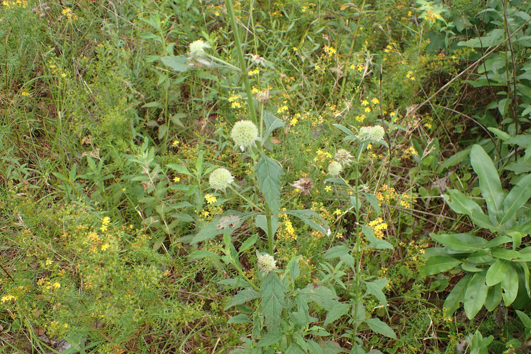 Image of clustered bushmint