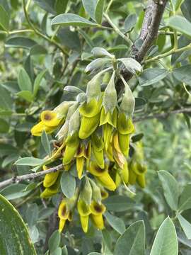 Image of Anagyris foetida L.