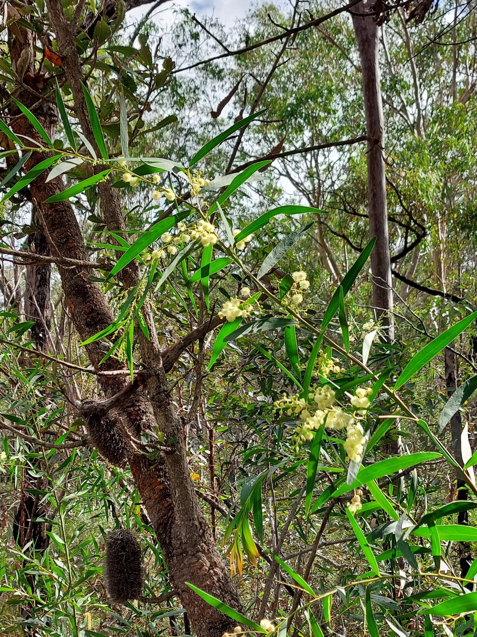 Image of Acacia saliciformis Tindale