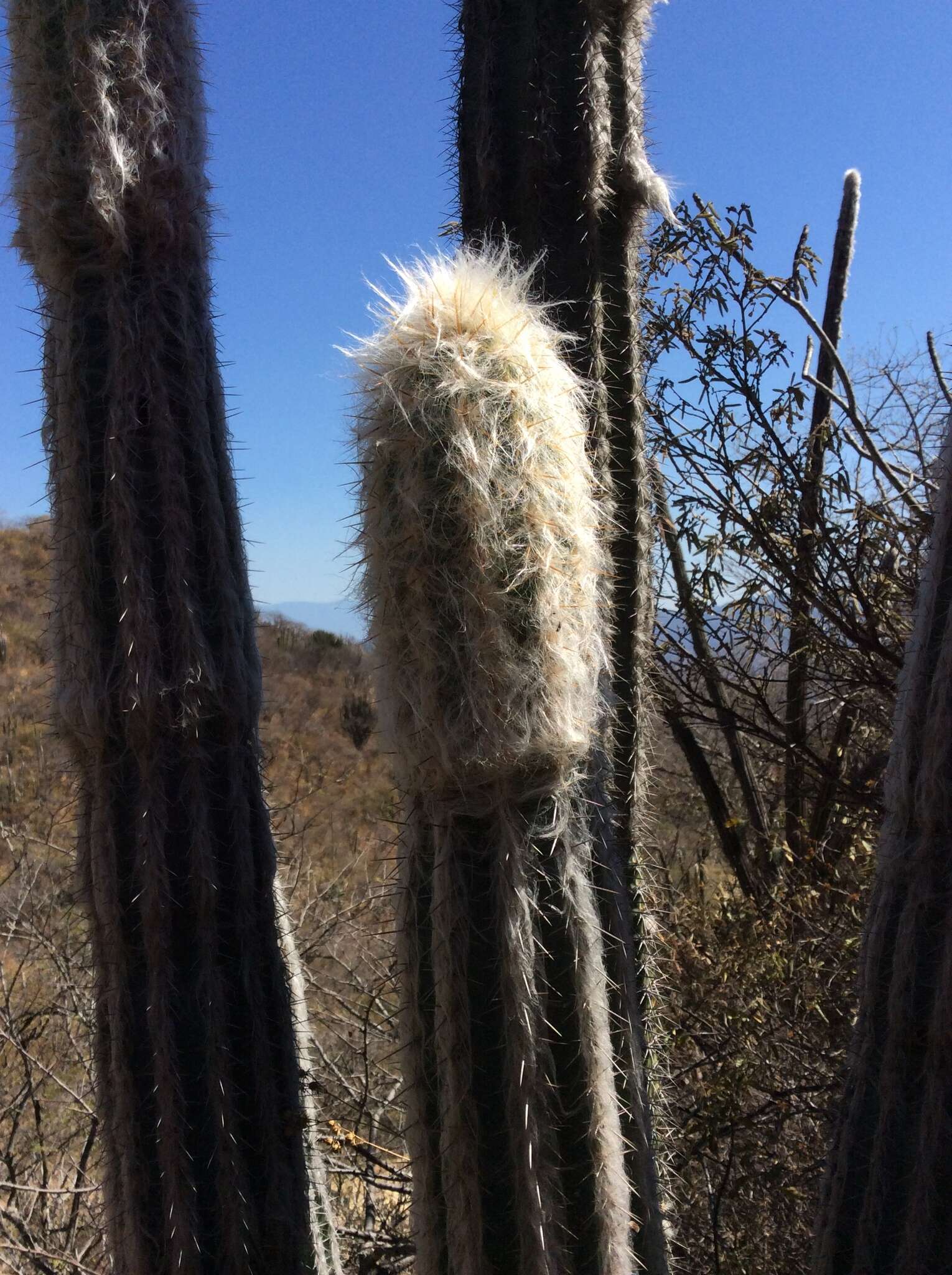 Pilosocereus quadricentralis (E. Y. Dawson) Backeb. resmi