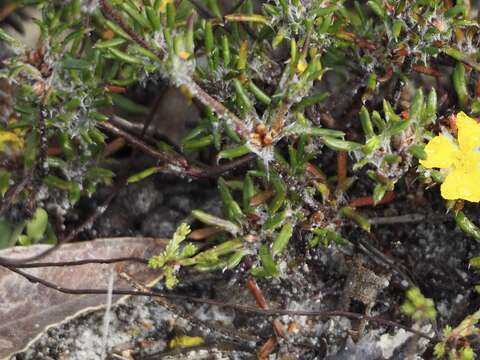 Hibbertia depressa Steud. resmi