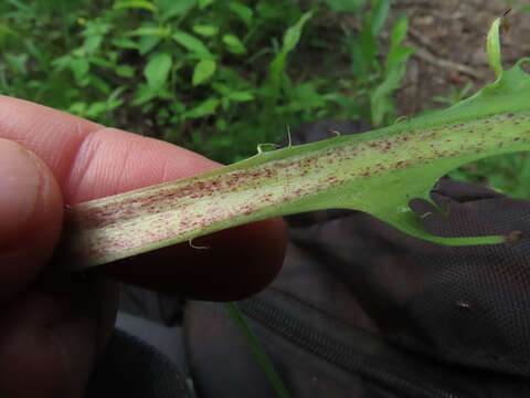 Image de Puccinia hieracii (Röhl.) H. Mart. 1817