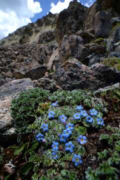 Chionocharis resmi