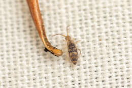 Image of Entomobrya comparata Folsom & JW 1919