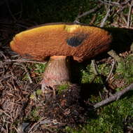 Image of Neoboletus