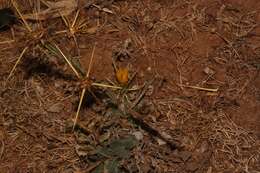 Image of Centaurea idaea Boiss. & Heldr.