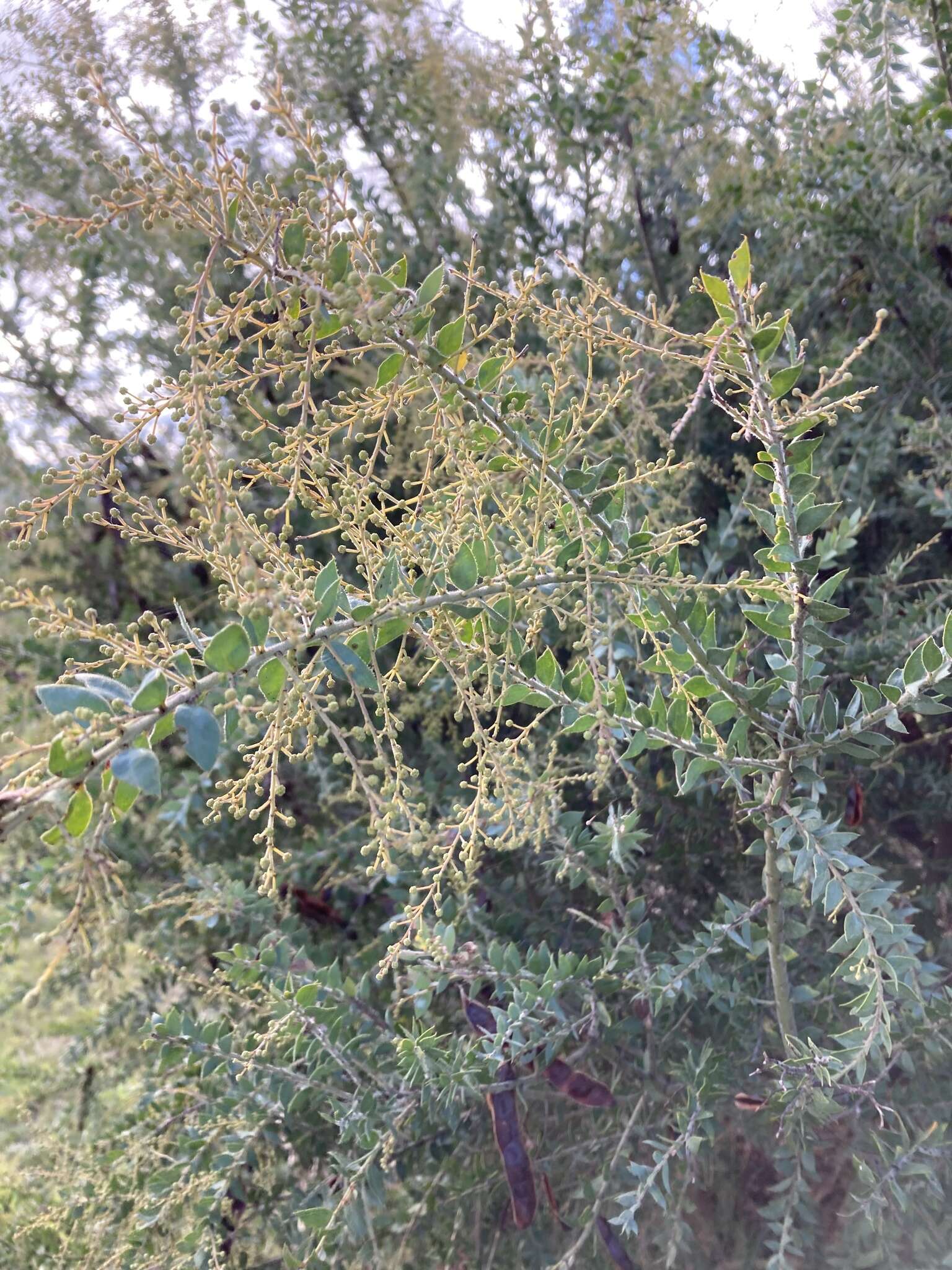 Image of Acacia vestita Ker Gawl.