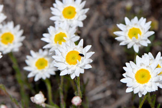 Image of Hyalosperma cotula (Benth.) P. G. Wilson