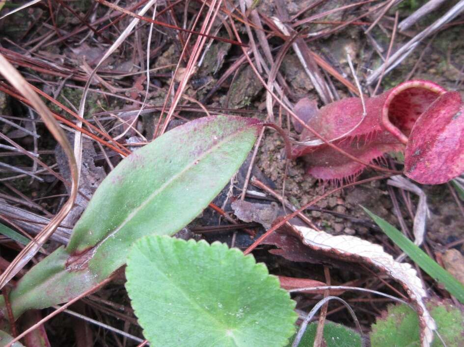 Image of Nepenthes smilesii Hemsl.