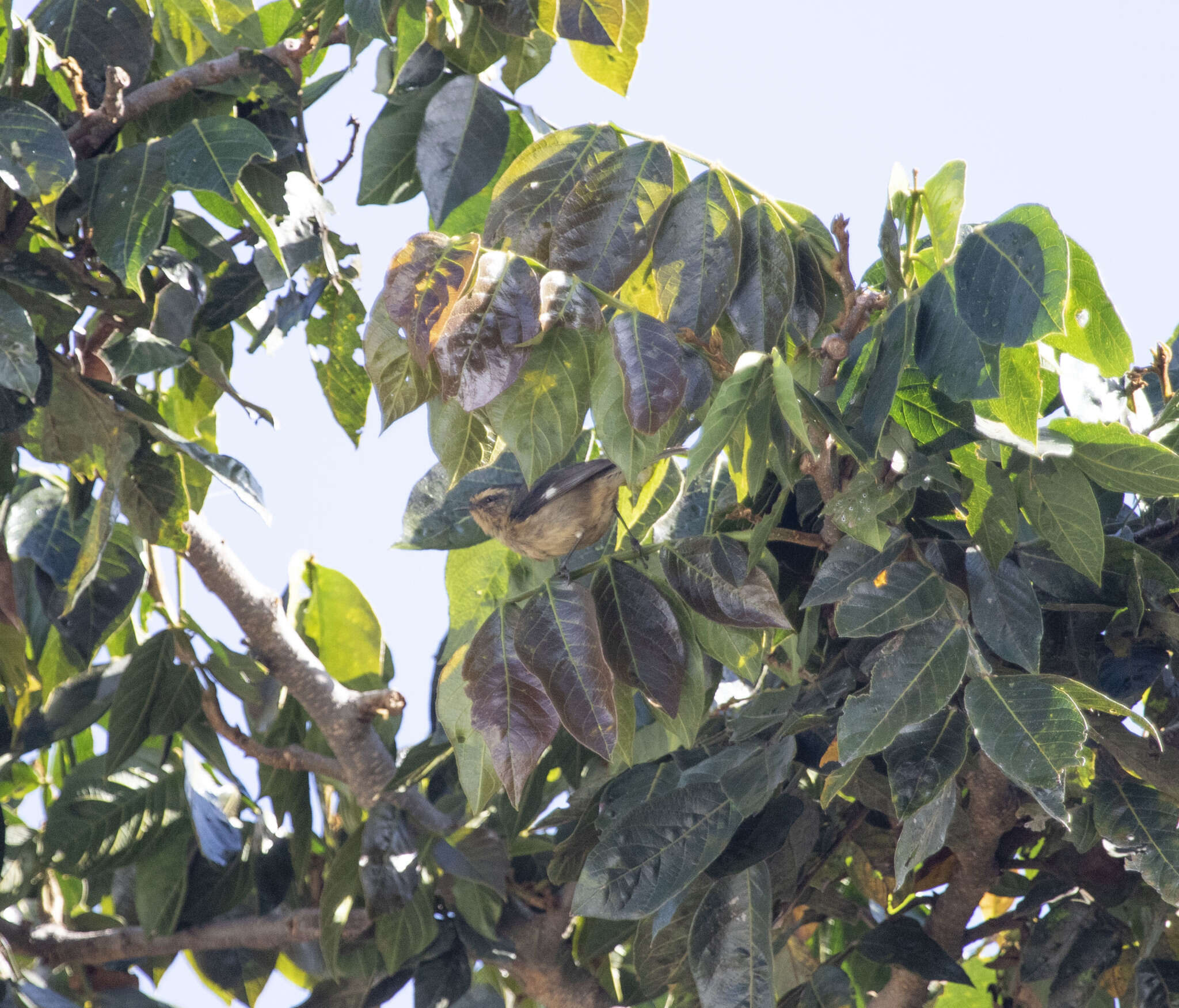 Image of Cinereous Conebill