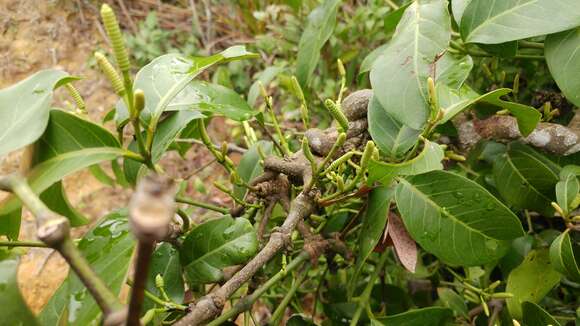 Image of Gnetum luofuense C. Y. Cheng