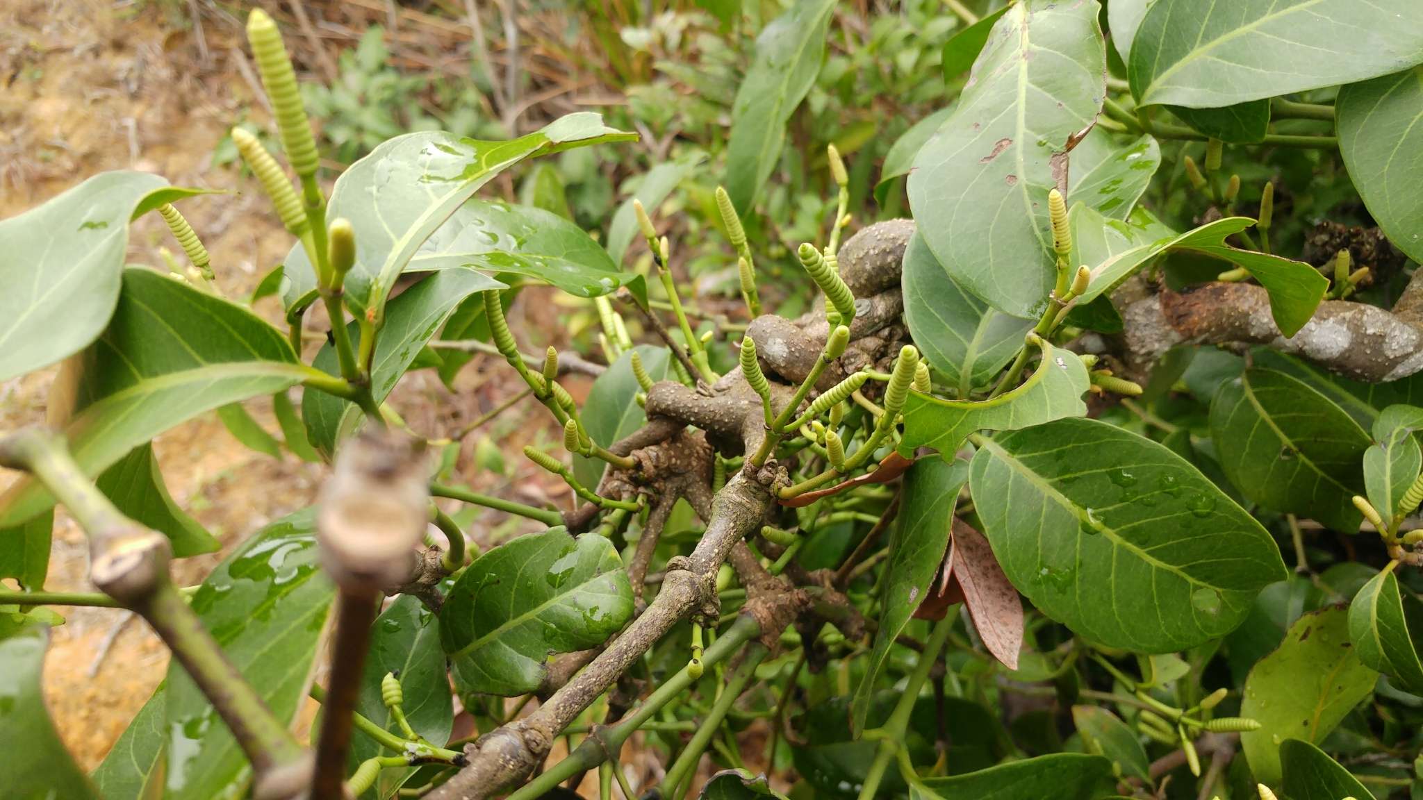 Gnetum luofuense C. Y. Cheng resmi