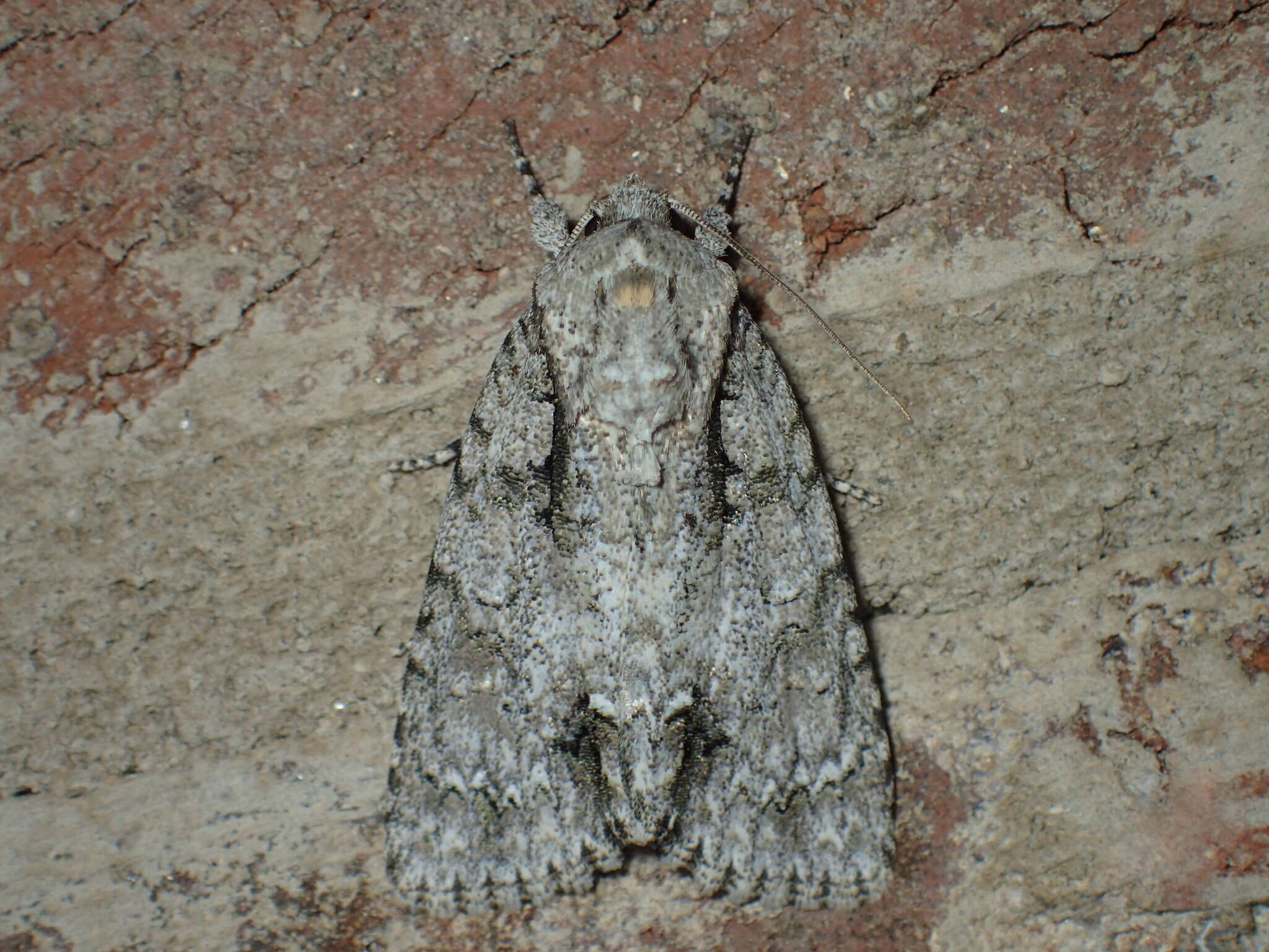 Image of Clear Dagger Moth