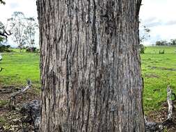 Image de Angophora subvelutina F. Müll.