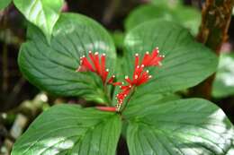 Imagem de Spigelia splendens H. Wendl. ex Hook.