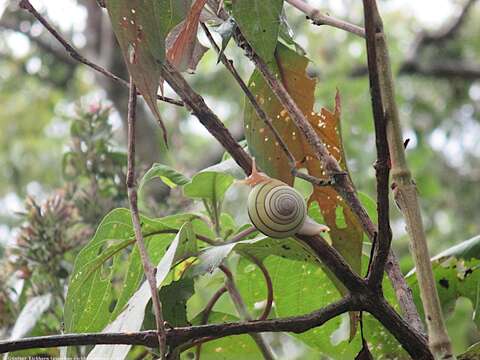 Image of <i>Asperitas colorata</i>