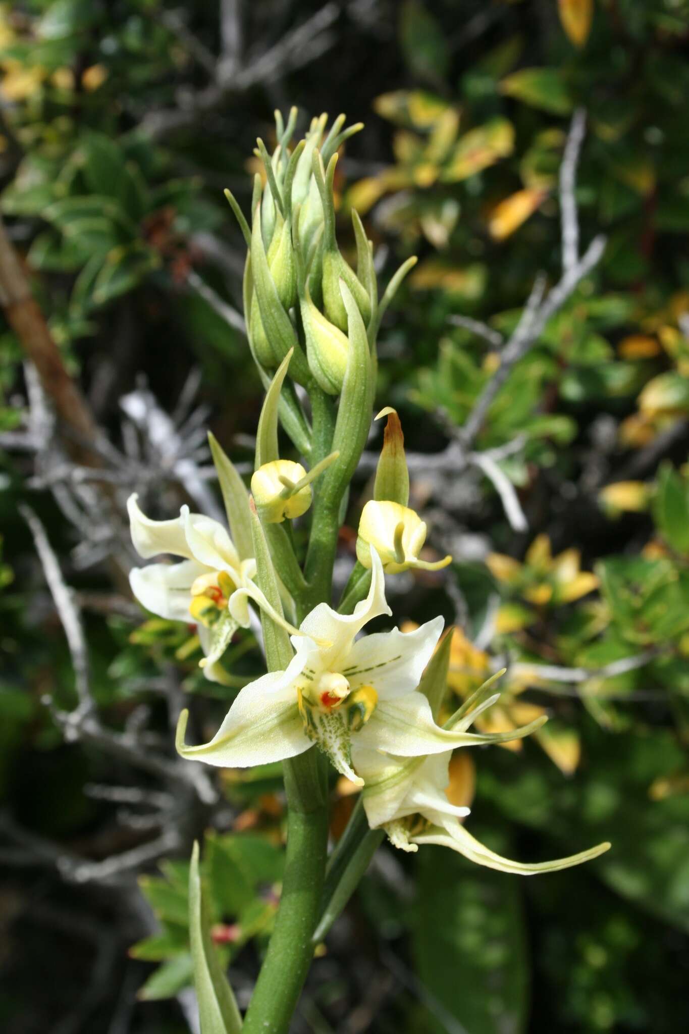 Image of Gavilea araucana (Phil.) M. N. Correa