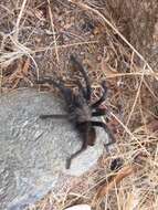 Image of Aphonopelma johnnycashi Hamilton 2016