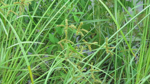 صورة Cyperus imbricatus Retz.