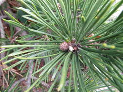 Image of Japanese Black Pine