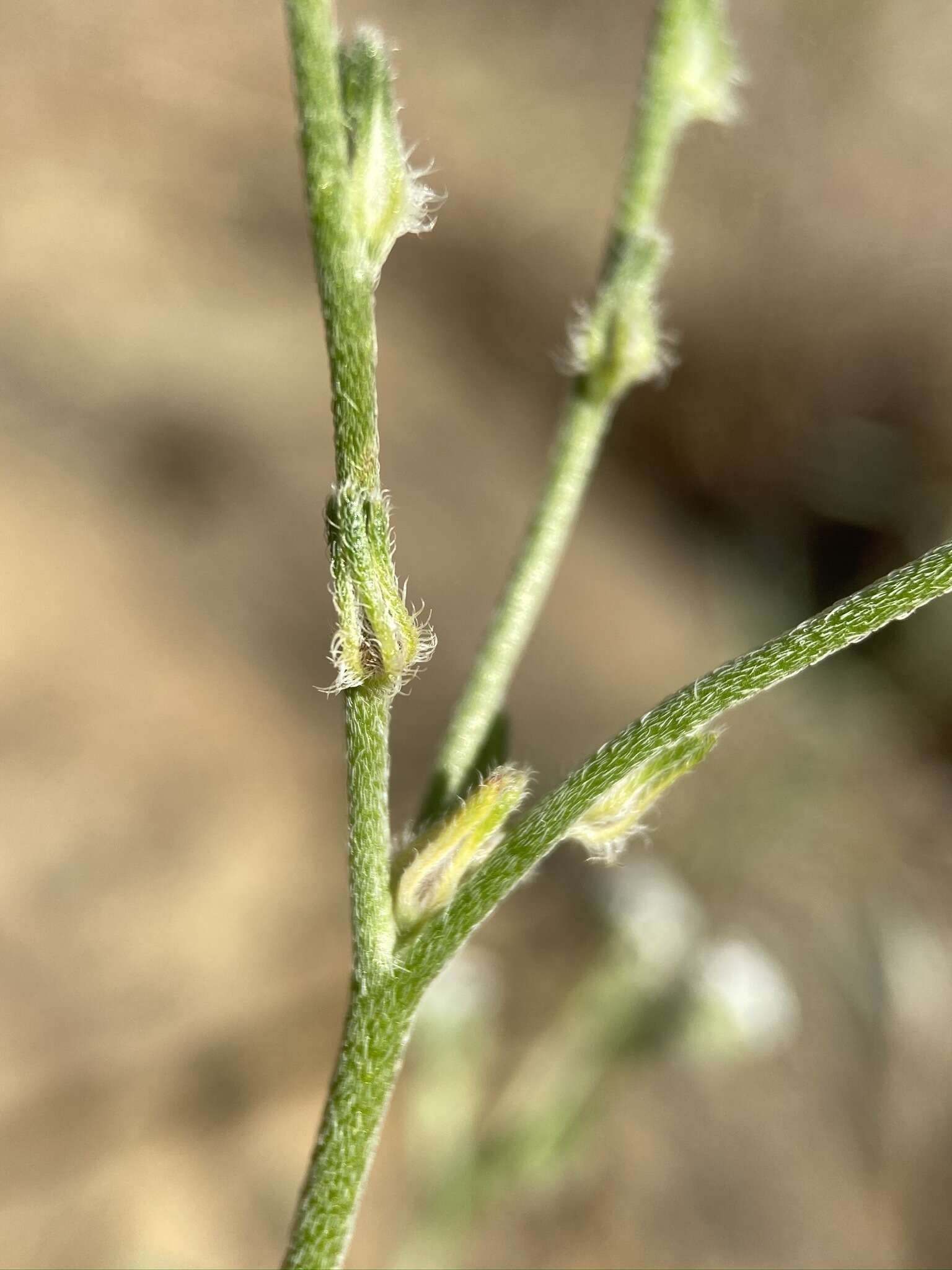 صورة Cryptantha flaccida (Dougl.) Greene