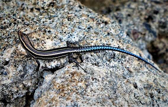 Image of Five-lined Snake-eyed Skink