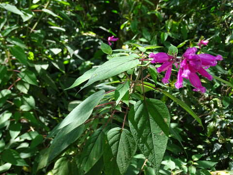 Image of Rosyleaf Sage