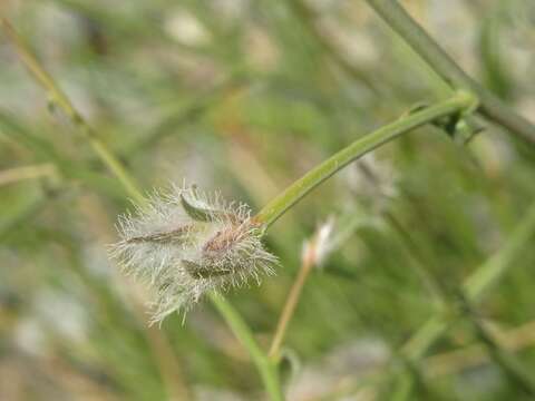 Image of Convolvulus virgatus Boiss.