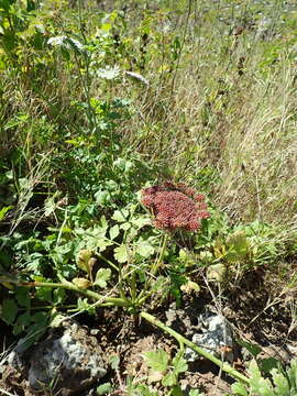 Image of Daucus insularis (Parl. ex Webb) Spalik, Wojew., Banasiak & Reduron