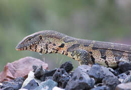 Image of Ornate monitor