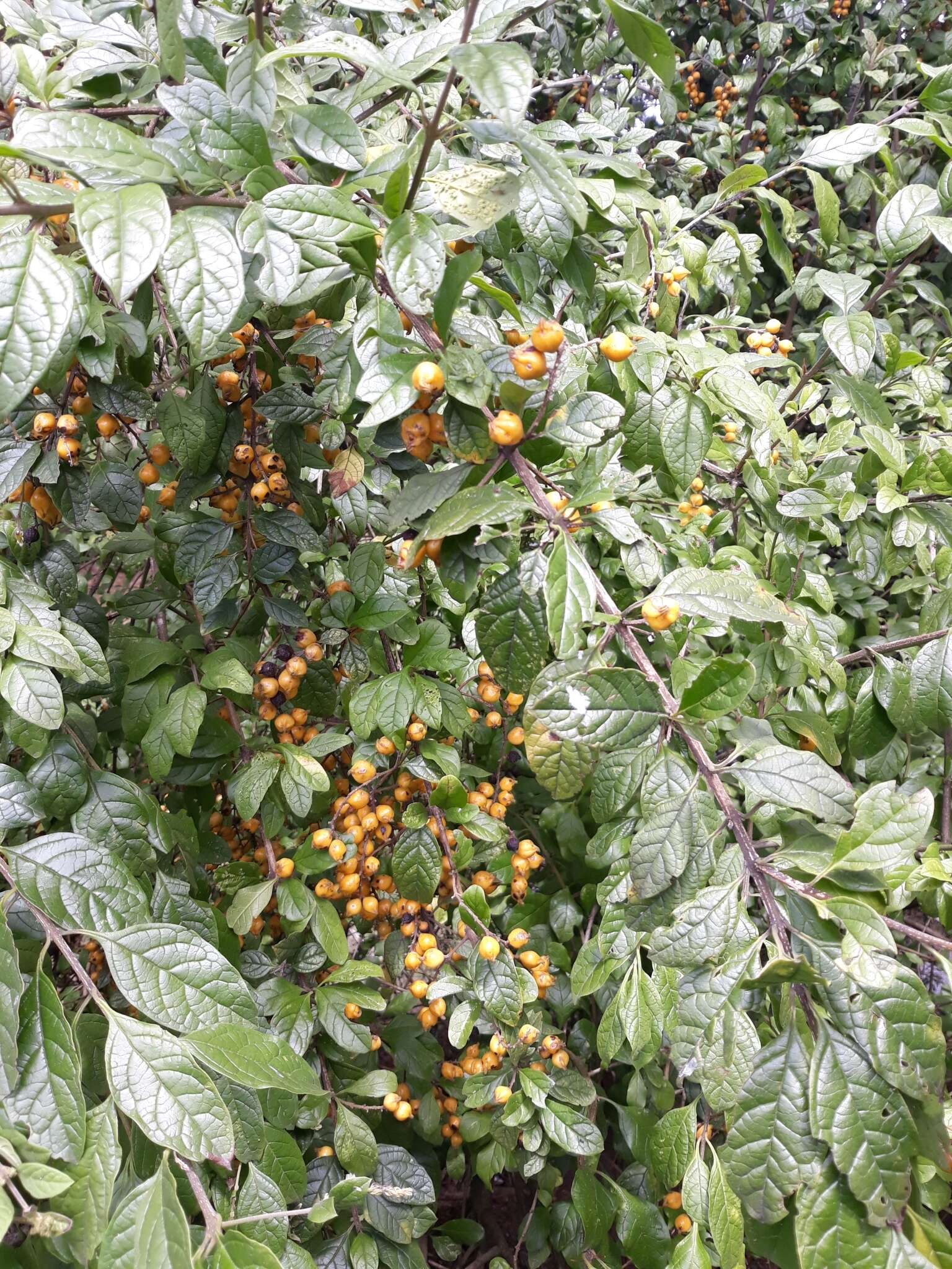 Image of Duranta mutisii L. fil.