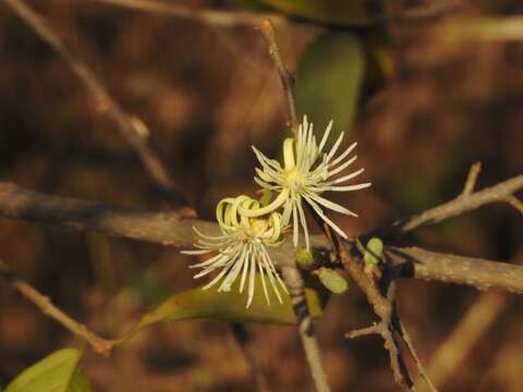 Image de Alangium salviifolium (L. fil.) Wangerin