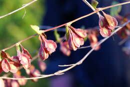 صورة Fallopia dumetorum (L.) J. Holub